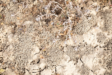 Vermicast - dry worm faeces and plants on a dry land rutted by earthworms