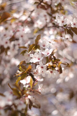 Sakura blossom, blooming tree, cherry blossom branch photography, spring season, tree in full bloom, beautiful artwork