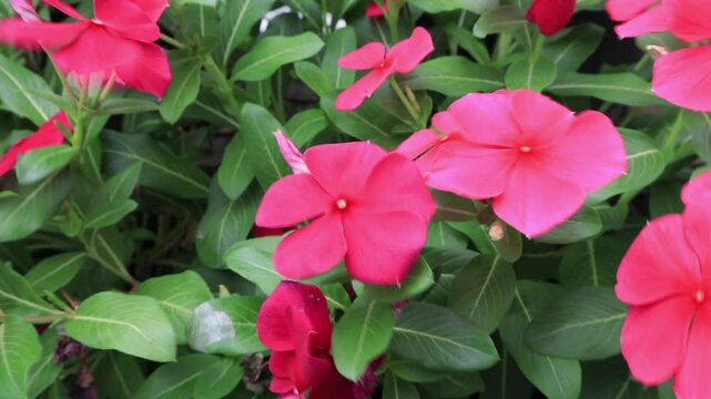 Footage of Hot Pink Cape Periwinkle Flowers Blooming in the Gentle Wind