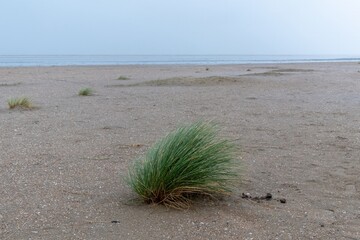 beach grass tufts on the north sea coast of the netherlands