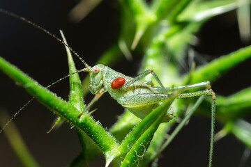 Selective focus on a red mite on a Mediterranean Katydid, Phaneroptera Nana