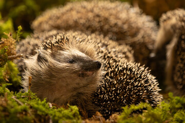 Tier des Jahres 2024 - Igel