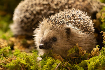 Tier des Jahres 2024 - Igel