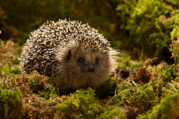 Tier des Jahres 2024 - Igel