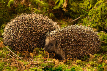 Tier des Jahres 2024 - Igel