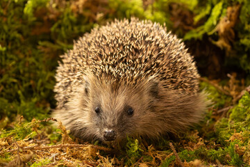 Tier des Jahres 2024 - Igel