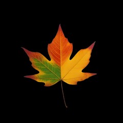 Autumn colorful leaves