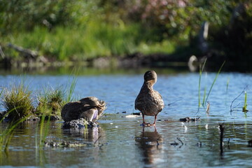 Stockente