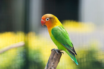 Selective focus on Fischer's Lovebird, Agapornis Fischeri