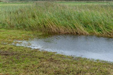 wet meadow landscape behind the north sea dunes