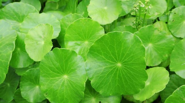 Footage of Vibrant Green Water Pennywort Foliage in the Gentle Wind