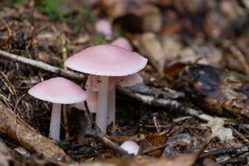 Rosa Rettichhelmling (Mycena rosea)