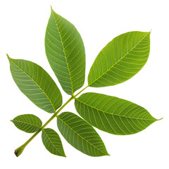 Obraz premium Green leaf with transparent background for design projects