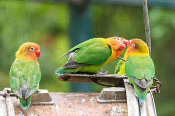 Selective focus on a pair of Fischer's Lovebirds kissing, Agapornis Fischeri