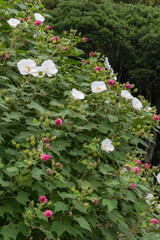 一日花のスイフヨウ（愛知県名古屋市）