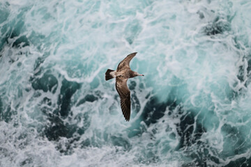 Fototapeta premium dolphin jumping in the water