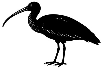 Ibis bird black silhouette, Spoonbill Vector, ibis bird animal vector illustration