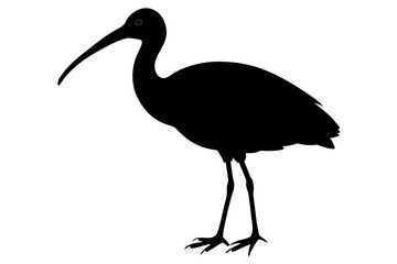 Obraz premium Ibis bird black silhouette, ibis bird animal vector illustration