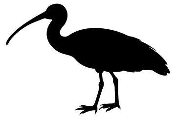 Ibis bird black silhouette, Spoonbill Vector, ibis bird animal vector illustration