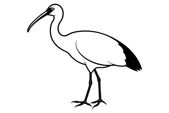 recommend clip art: Ibis bird black silhouette, Spoonbill Vector, ibis bird animal vector illustration