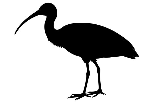 recommend clip art: Ibis bird black silhouette, ibis bird animal vector illustration