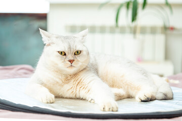 Sad british shorthair silver cat lies on silver reflector.