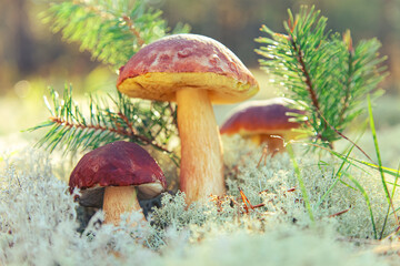 Mushrooms  Boletus Edulis  in reindeer moss close-up.  Natural background.