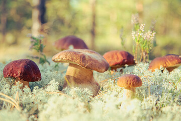 Mushrooms  Boletus Edulis  in reindeer moss close-up. Natural background.
