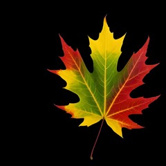 Autumn colorful leaves