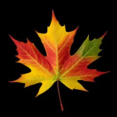 Autumn colorful leaves