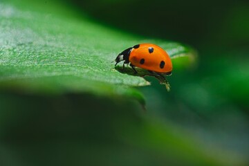 Ladybird on the move