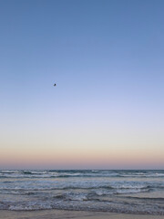 Sea Eagle flying North Shore Beach, Sunshine Coast, Queensland, Australia