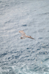 pelican in flight
