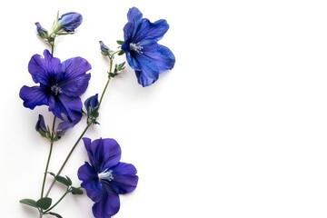 The indigo flowers are in full bloom. on a white background