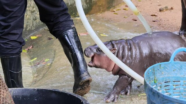 Footage of 2 Months Old Mischievous Baby Pygmy Hippo with Mother Being Showered in the Zoo