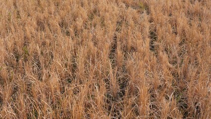 Dead rice fields and crop failure due to drought caused by the long dry season. 