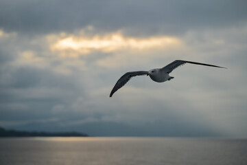 seagull in the sky