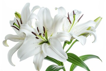 Fototapeta premium white lily blooming on a white background
