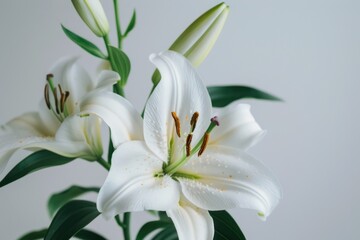 Fototapeta premium white lily blooming on a white background