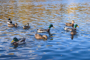Group of wild ducks on the autumn lake. Wild ducks swim in the lake. Wild ducks in the water.