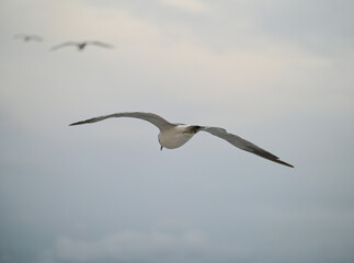 seagull in the sky over the sea