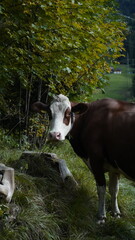 Grazing Cow in the Meadow