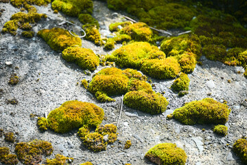 green yellow moss on the stone