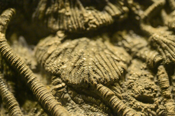 Sea lily fossils in the Geological Museum