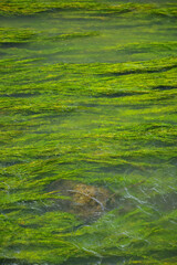 green Waterweed on the stone in the river
