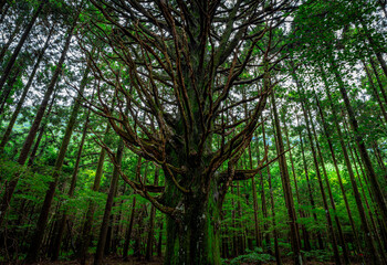 杉の大木　お化け杉/Big cedar tree in Japan