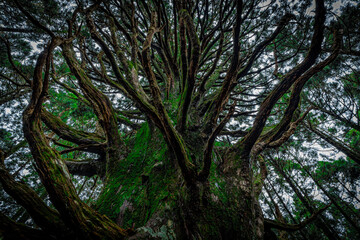 Obraz premium 杉の大木 お化け杉/Big cedar tree in Japan