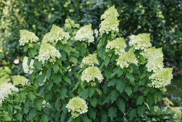 Large bush with white flowers paniculate hydrangea Polar Bear in the garden