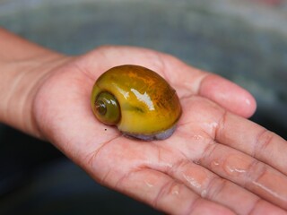 someone's hand holding a freshwater snail called Pomacea bridgesii or ( the spike-topped apple snail, mystery snail, keong mas, keong sawah) © Ageng Arifian