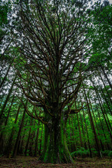 杉の大木　お化け杉/Big cedar tree in Japan